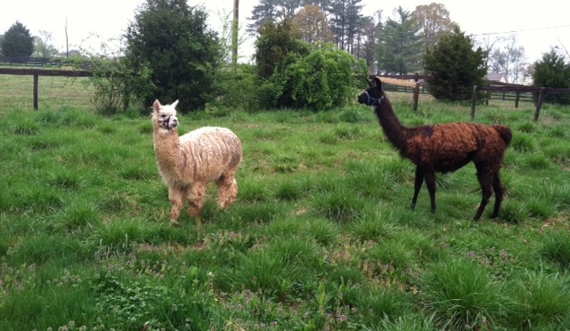 The Alpaca Have Landed!