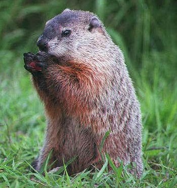 Groundhogs