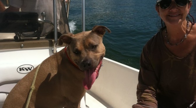 Pit Bulls and Boats