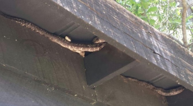 Snakes On A Roof!