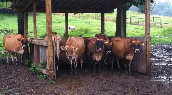 Dairy Farm Tours